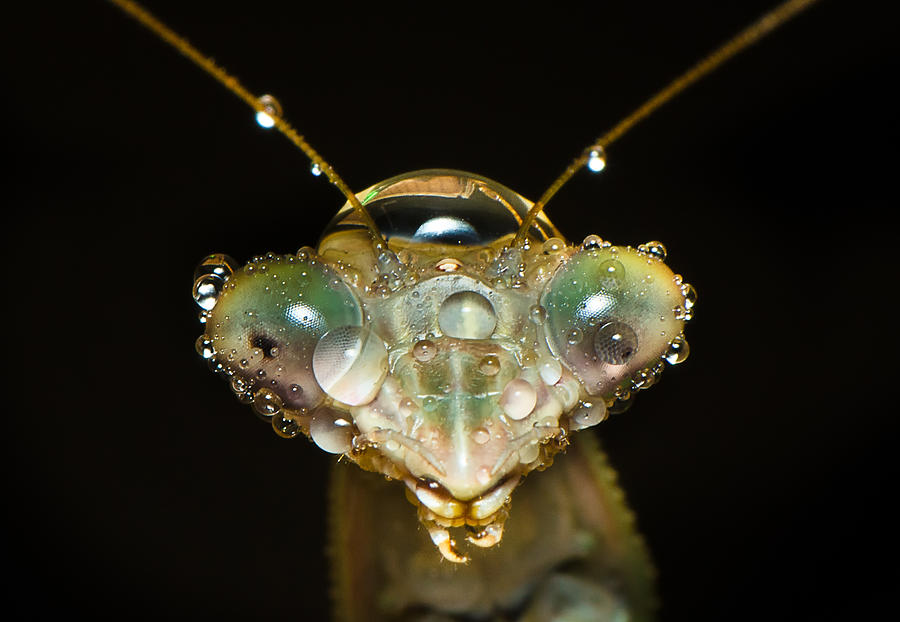 Insects Photograph - Mantis by Tin Lung Chao