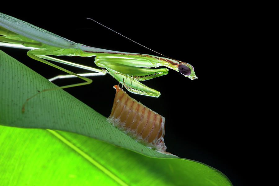 Mantis With Eggs Photograph by Melvyn Yeo