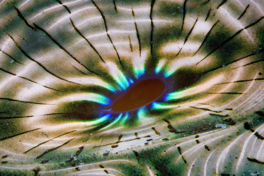 Mantle Pigmentation Of Giant Clam Photograph by Reinhard Dirscherl Mantle Pigmentation Of Giant Clam Photograph by Reinhard Dirscherl