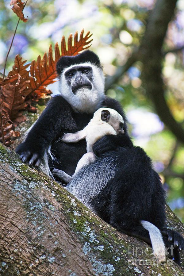 Mantled Guereza Photograph - Mantled Guereza Mother And Baby by Brian Gadsby Mantled Guereza Photograph - Mantled Guereza Mother And Baby by Brian Gadsby