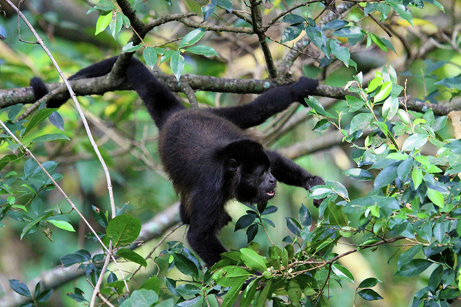 Mantled Howler Monkey (alouatta Palliata Photograph By Miva Stock ...