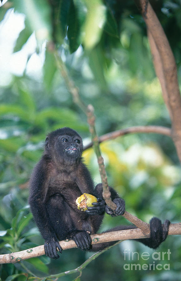 Mantled Howler Monkey Photograph by Tom Brakefield