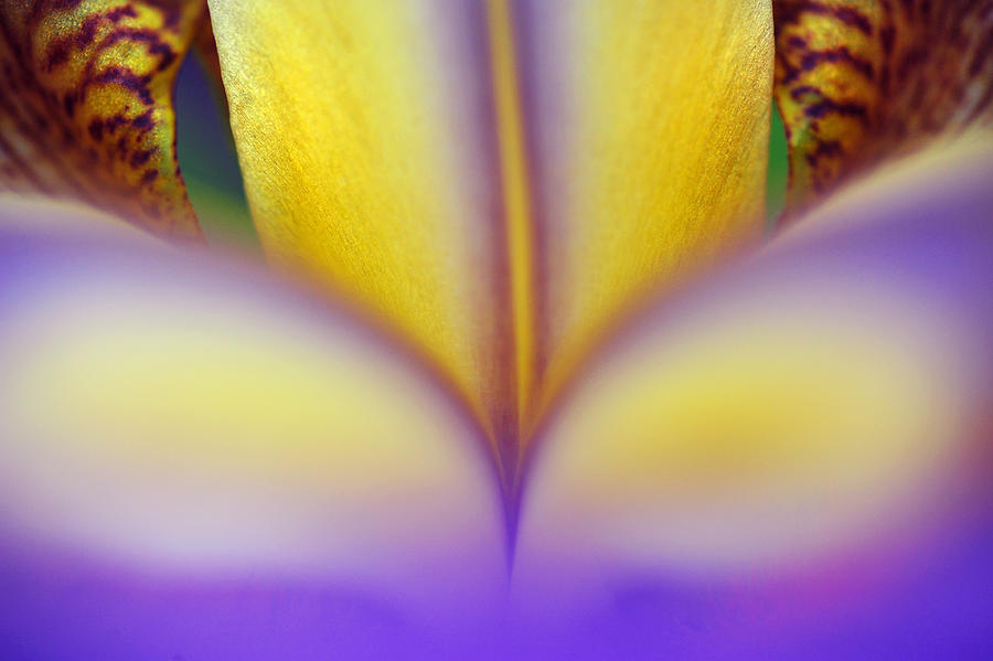Iris Photograph - Mantra of Beauty. Wisdom Inside by Jenny Rainbow