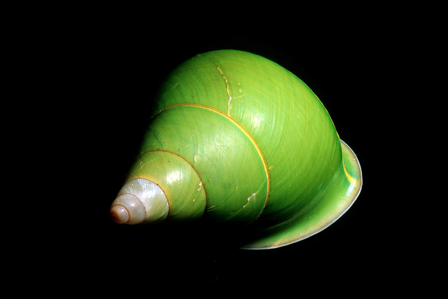 Manus Island Green Tree Snail Photograph by Leslie Newman & Andrew Flowers