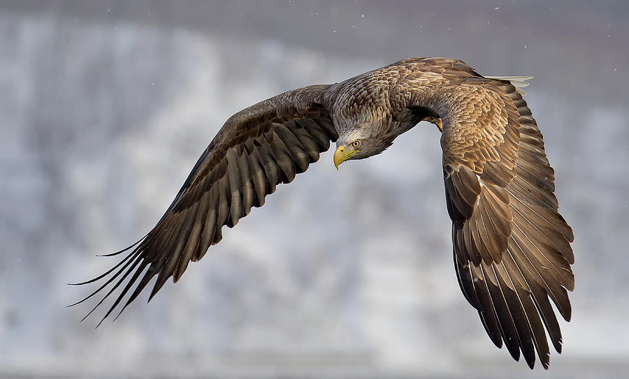 Eagle Photograph - Manuver by C.s. Tjandra