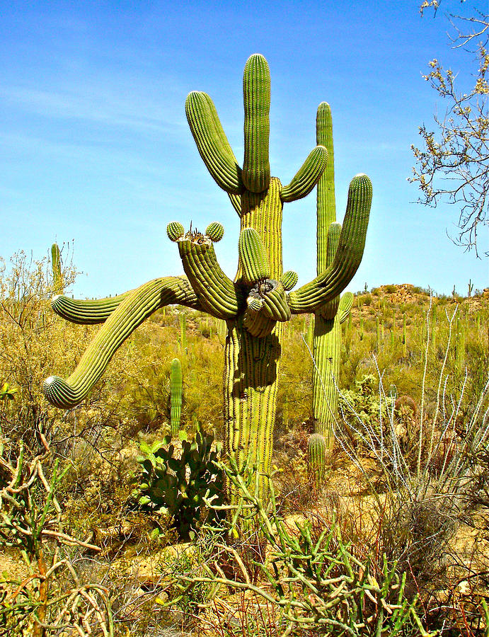Medusa Saguaro along Valley View Trail in Saguaro National Park-Arizona Photograph by Ruth Hager