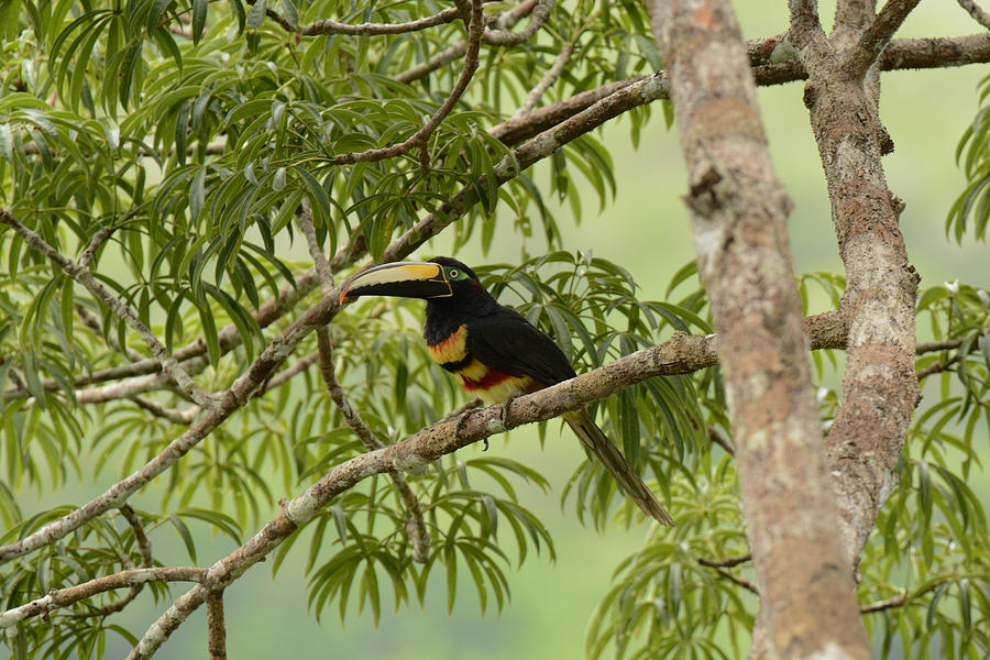 Many-banded Aracari Photograph by Dr. Gilbert S. Grant