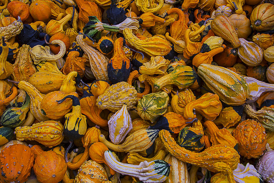 Fruit Photograph - Many Colorful Gourds by Garry Gay