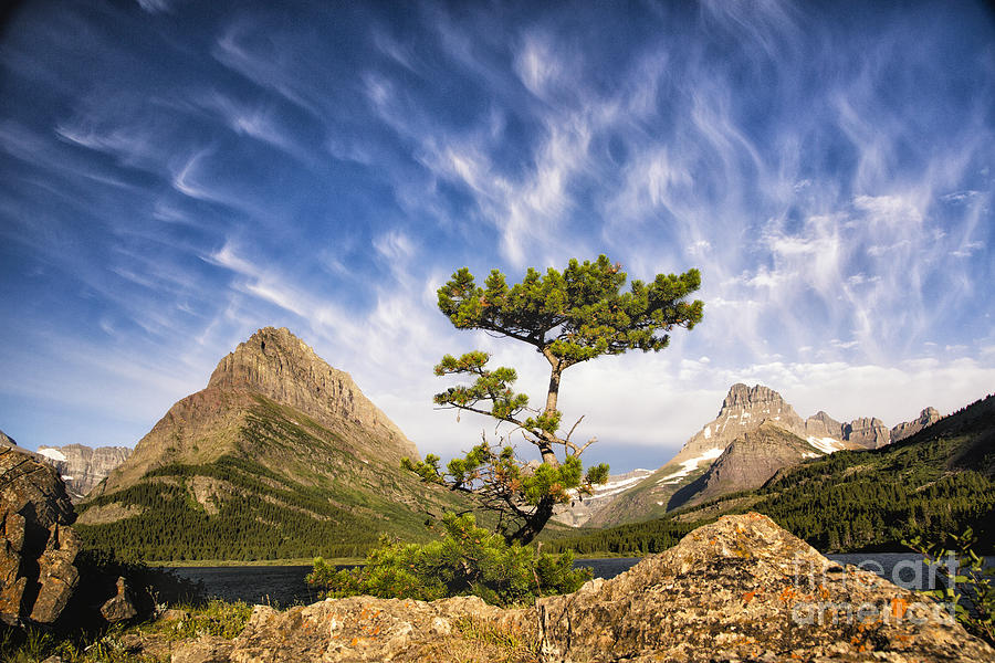 Many Glacier Tree Photograph by Timothy Hacker
