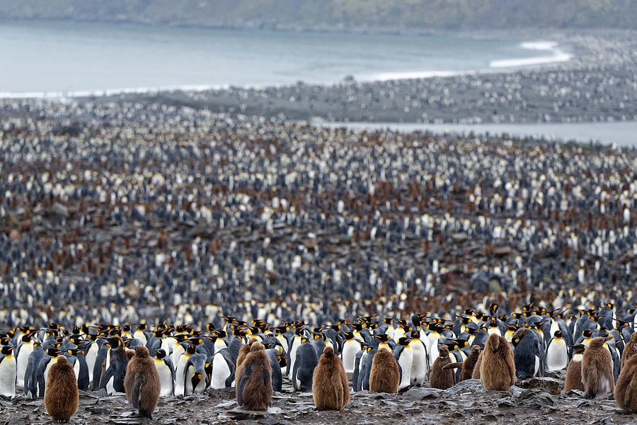 Penguin Photograph - Many by Kahi
