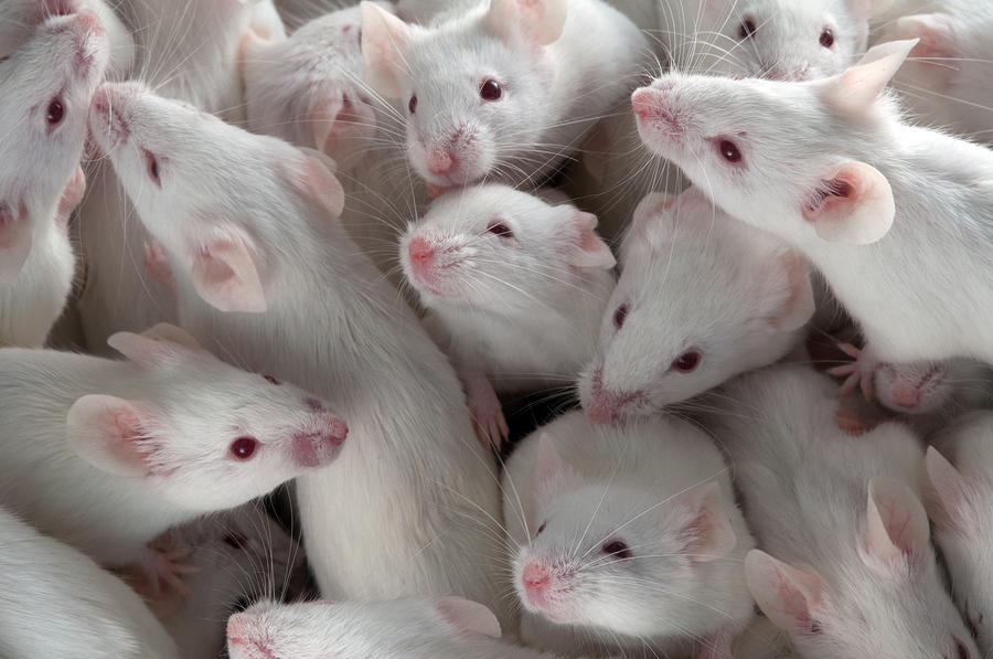 Many Lab Mice Photograph by Stuart Wilson