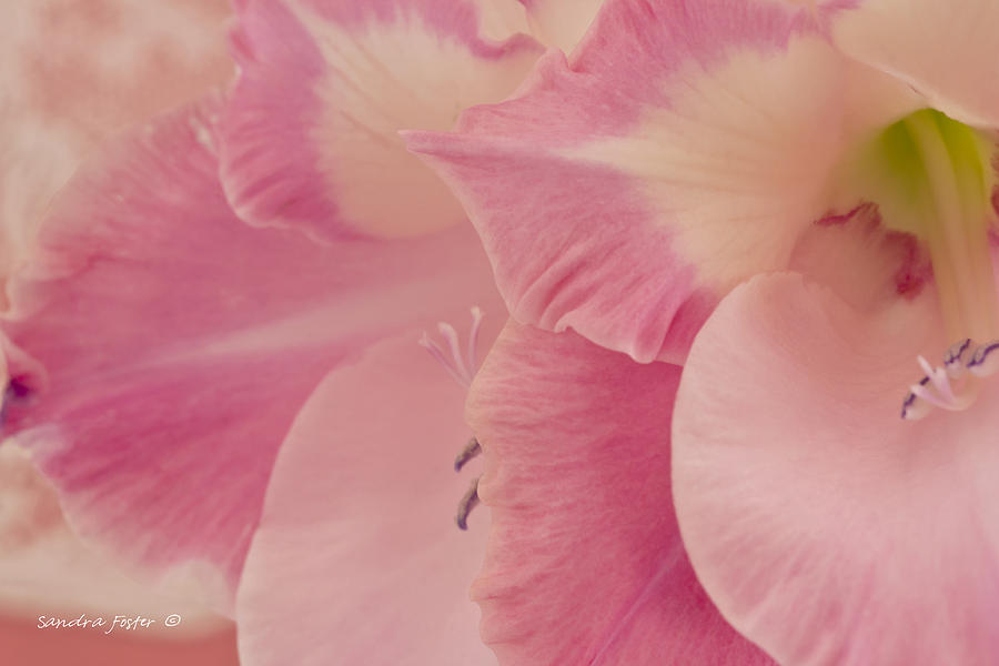 Many Pink Gladiola Petals  Photograph by Sandra Foster