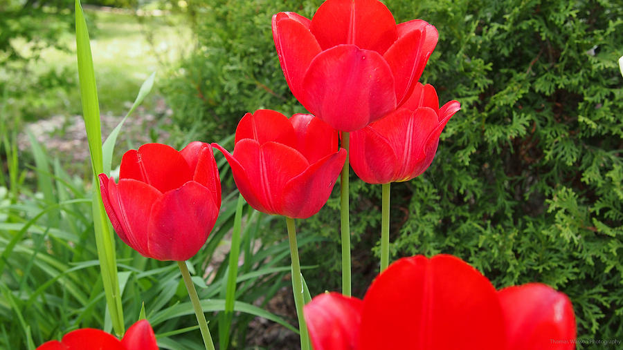 Many Red Tulips Photograph