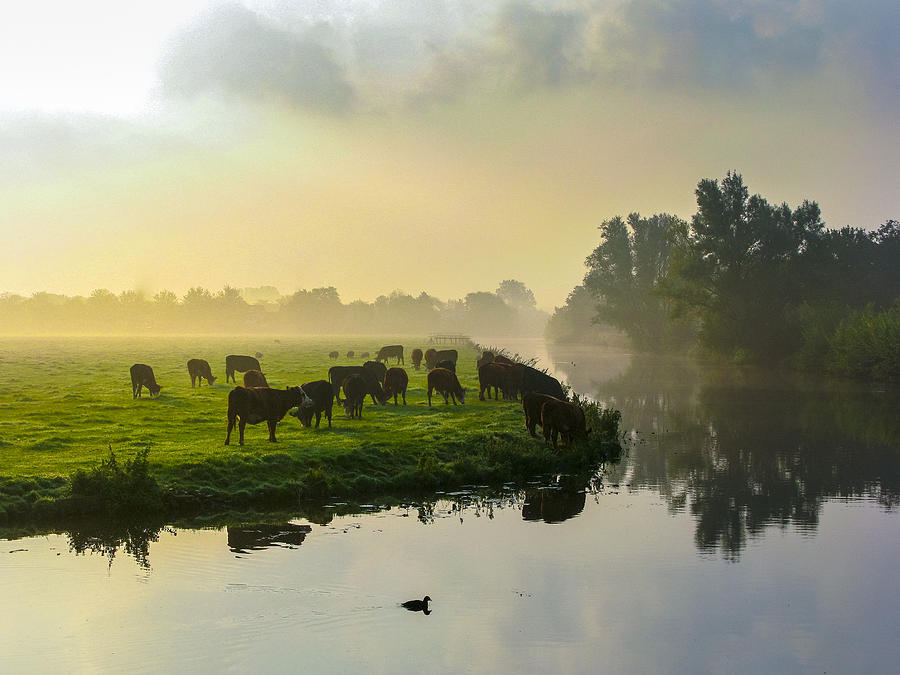 Many ruminating cows in green meadow. Photograph by Pidjoe