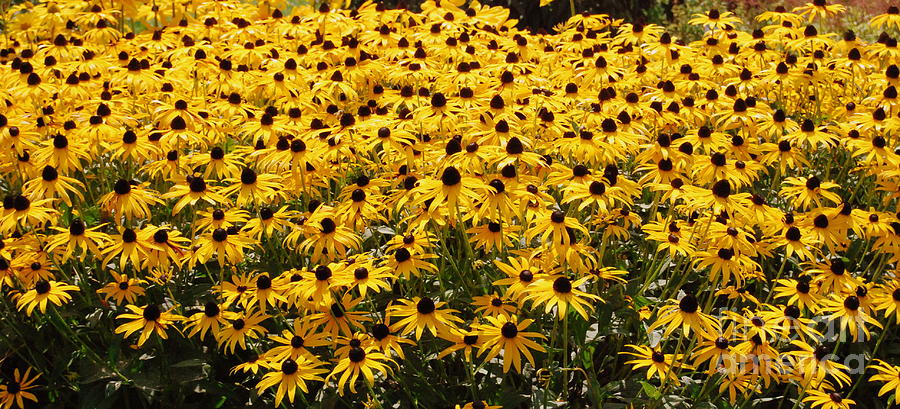 Many Yellow Blooms Photograph by Eunice Miller