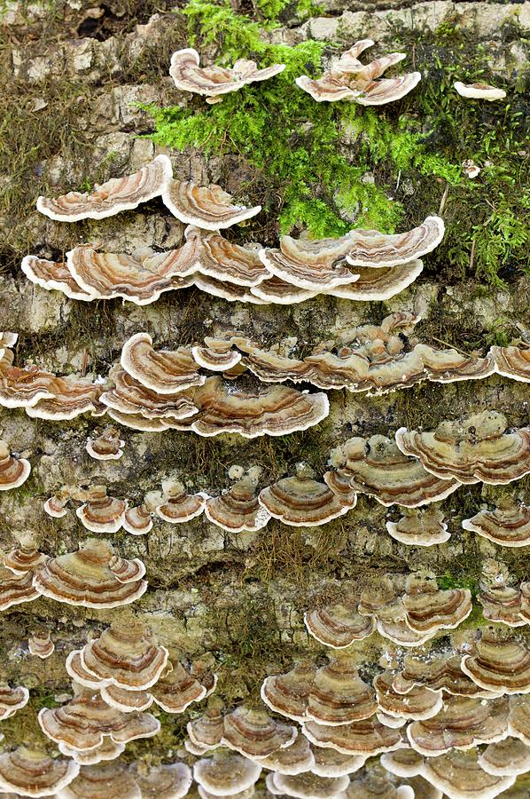 Many Zoned Polypore Fungus On Ash Photograph by Dr Jeremy Burgess/science Photo Library