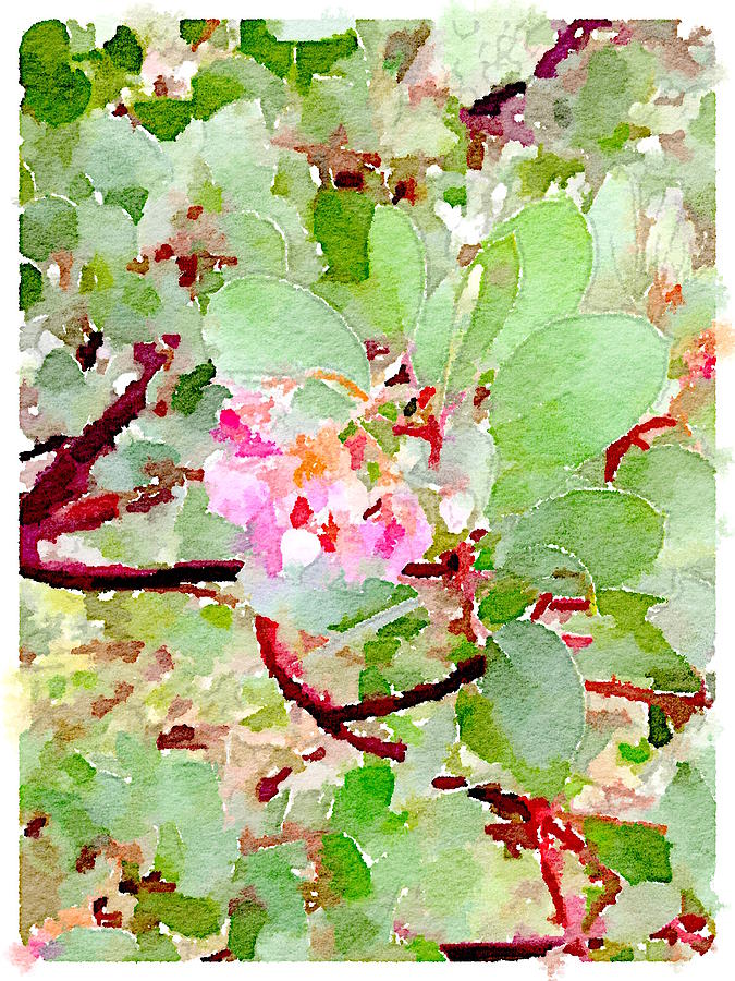 Manzanita Blooms Digital Art by Shannon Grissom
