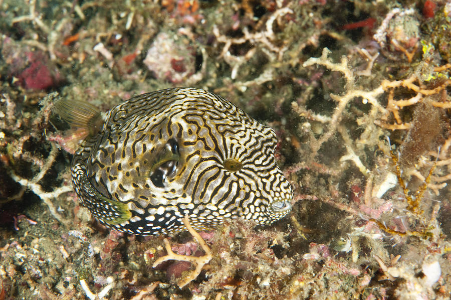 Map Puffer Photograph by Andrew J. Martinez