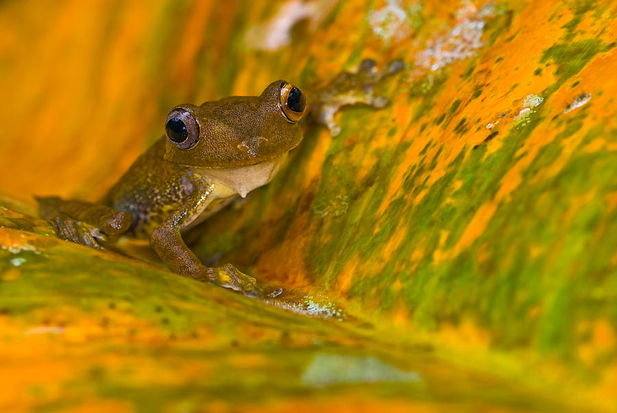 Map Treefrog Photograph by Michael Lustbader