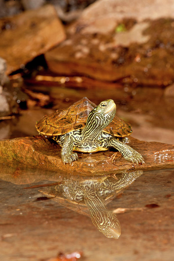 Map Turtle Graptemys Geographica Photograph By David Northcott Pixels 