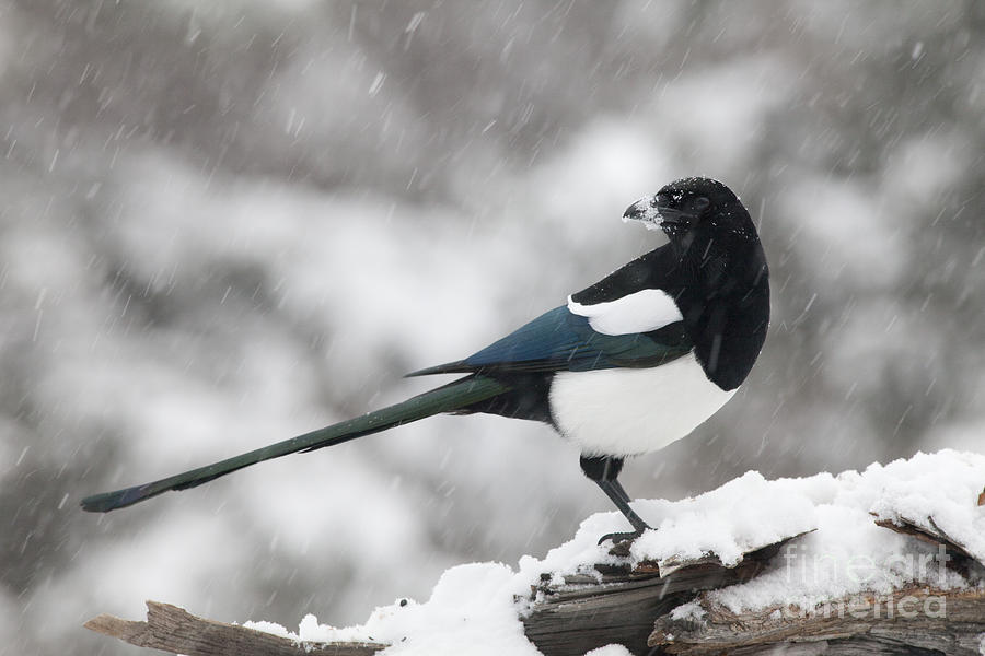 Magpies Photograph - Mapgie in Profile by Tim Grams