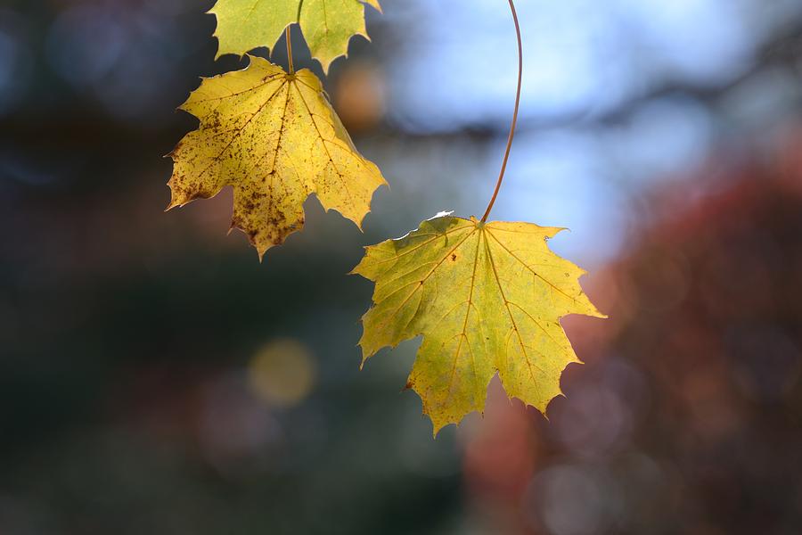 Maple 18 Photograph by Toshihide Takekoshi - Fine Art America