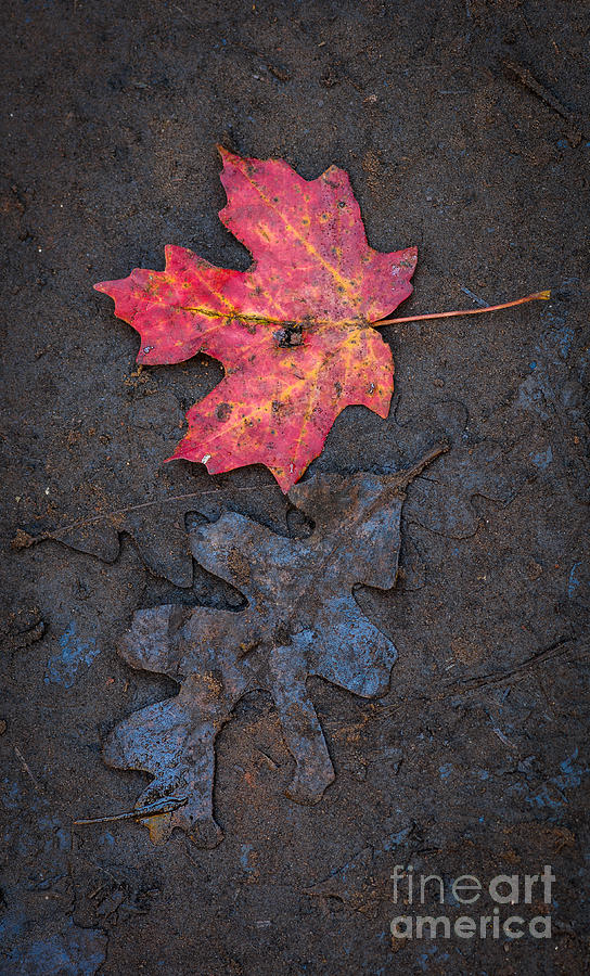 Maple and Oak Leaves Photograph by Tamara Becker