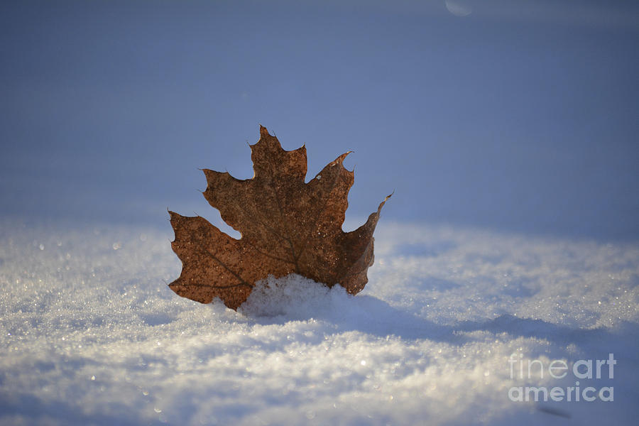 Maple and Snow Photograph by Forest Floor Photography