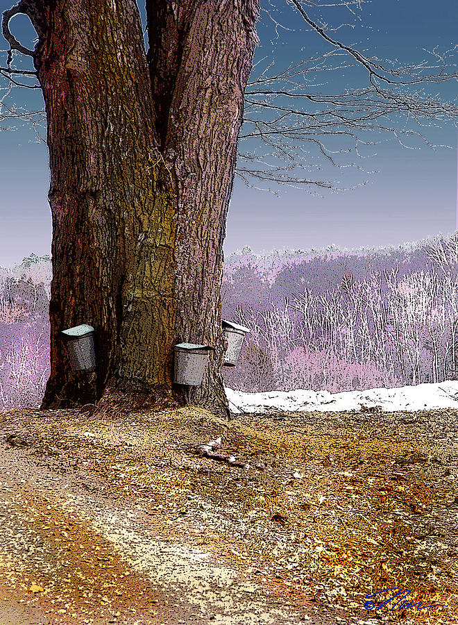 Maple Buckets Digital Art by Nancy Griswold