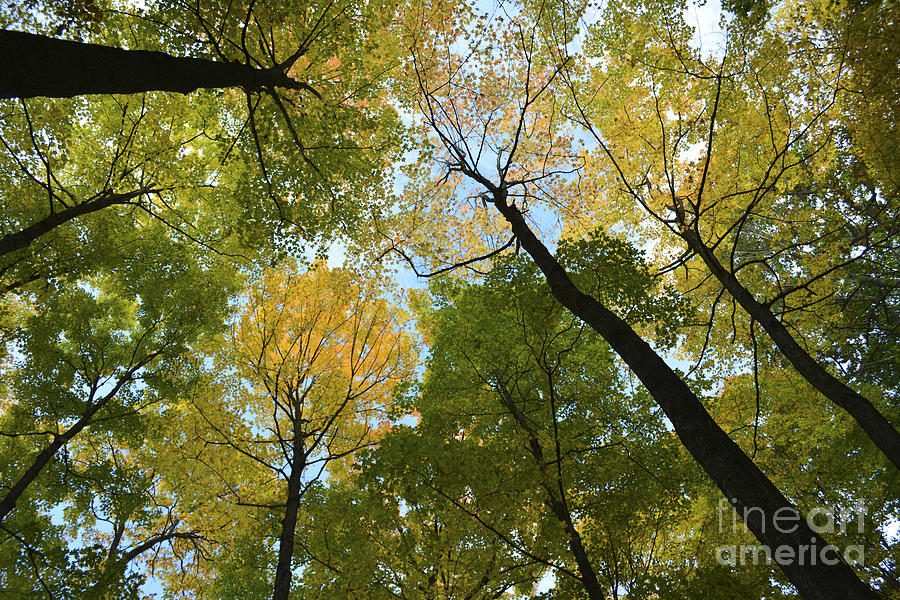 Maple Canopy Photograph by Forest Floor Photography