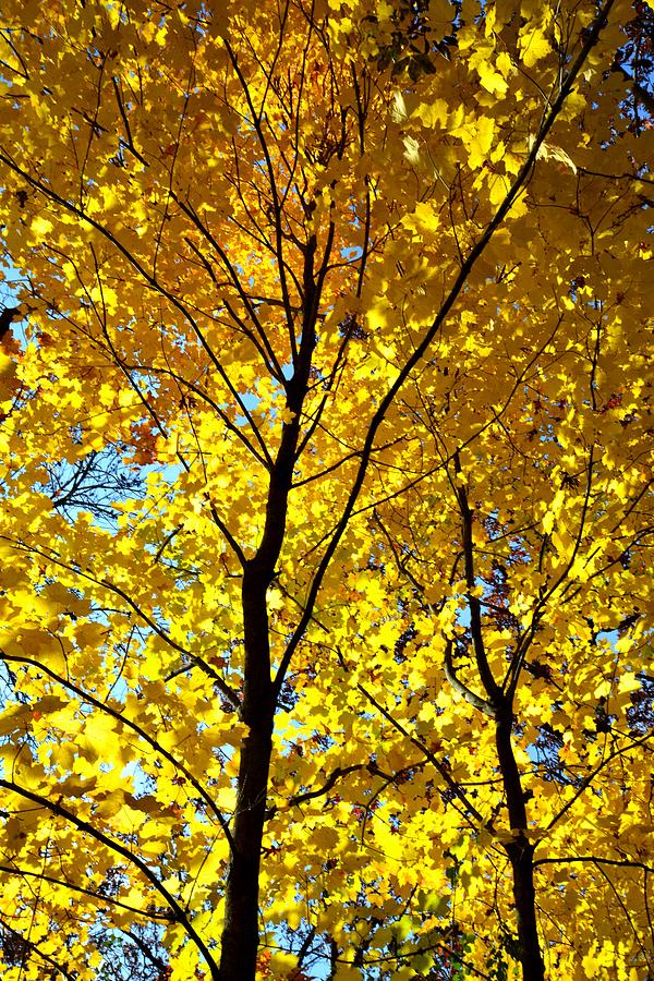 Maple Canopy Photograph by Ray Mathis