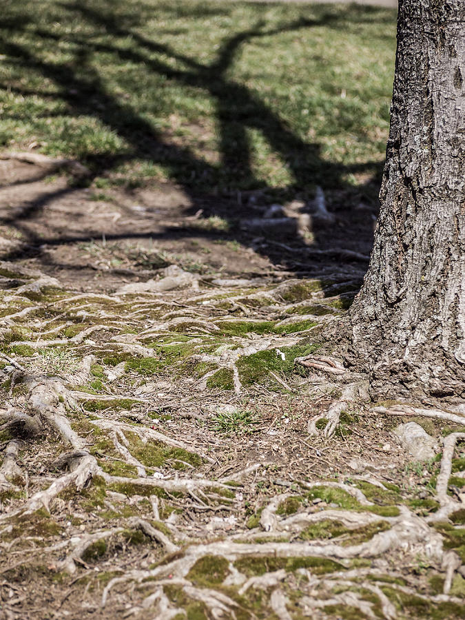 Maple Photograph - Maple by Carl Engman Maple Photograph - Maple by Carl Engman