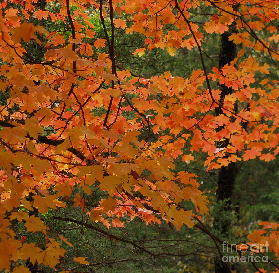 Fall Photograph - Maple Cedar by Fred Sheridan