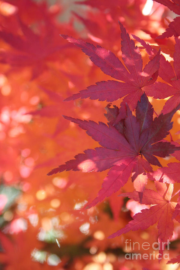 Tree Photograph - Maple Colours by  Errin Schaeffer