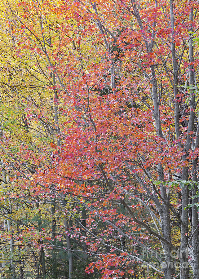 Maple Corner Foliage Photograph by Alan L Graham