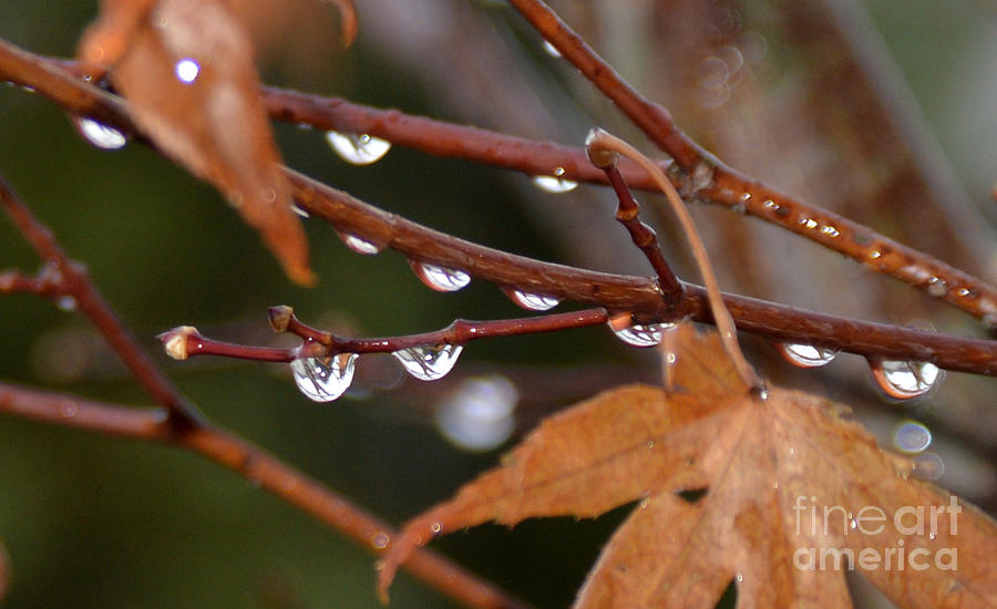 Maple Drops Photograph by Lynellen Nielsen