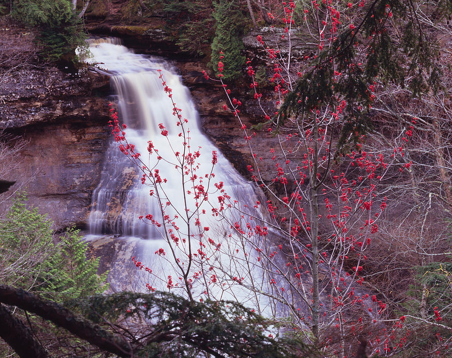 Maple Flowers and Cascade Photograph by Tom Daniel