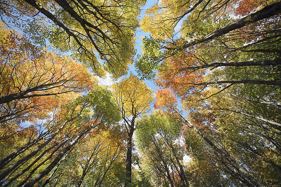 Maple forest canopy, Autumn. Photograph by OliverChilds