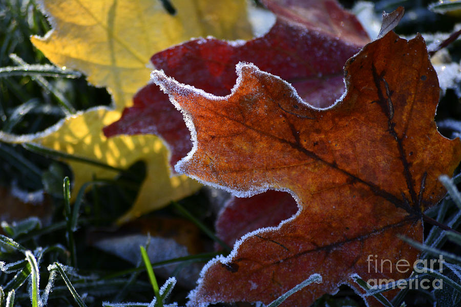 Maple Frost Photograph by Forest Floor Photography