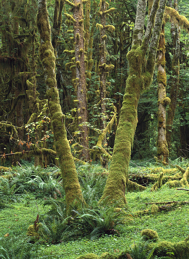 Maple Glade Quinault Rain Forest Photograph by Tim Fitzharris