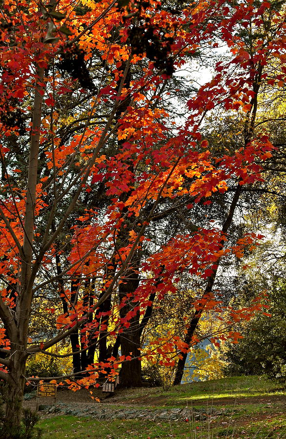Maple Glory in Paradise Photograph by Michele Myers