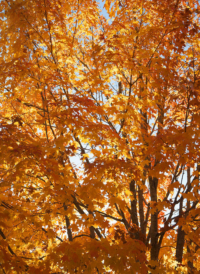 Fall Photograph - Maple Gold by Christopher McPhail