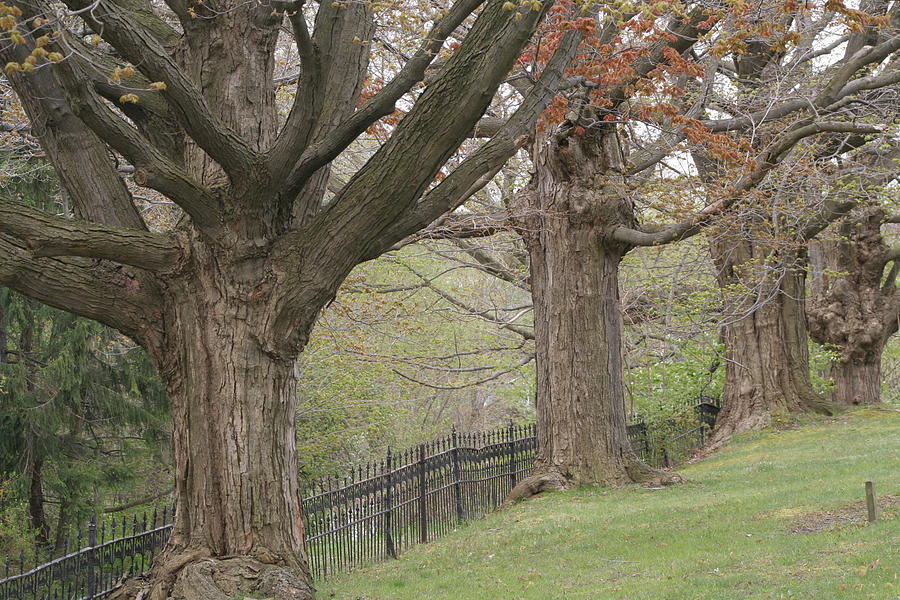 Maple Grove Cemetery Trees in Ohio Photograph by Valerie Collins