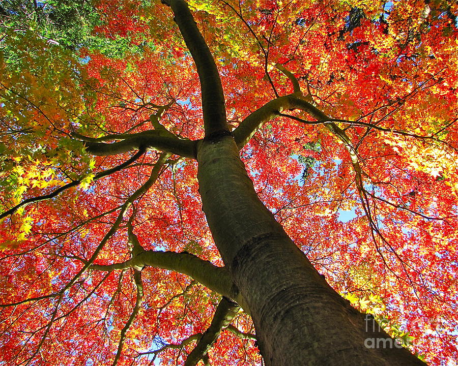 Nature Photograph - Maple in Autumn Glory by Sean Griffin