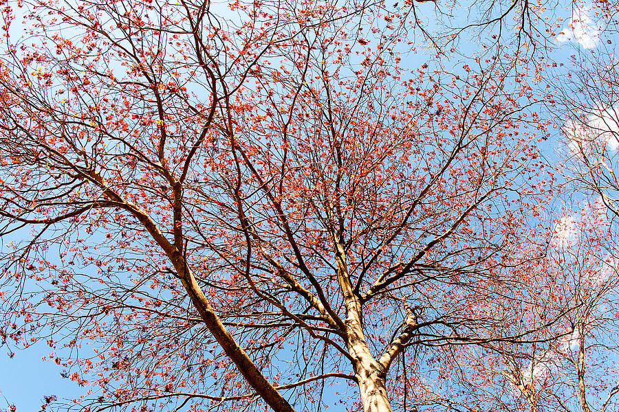 Maple in Bloom Photograph by Kristia Adams