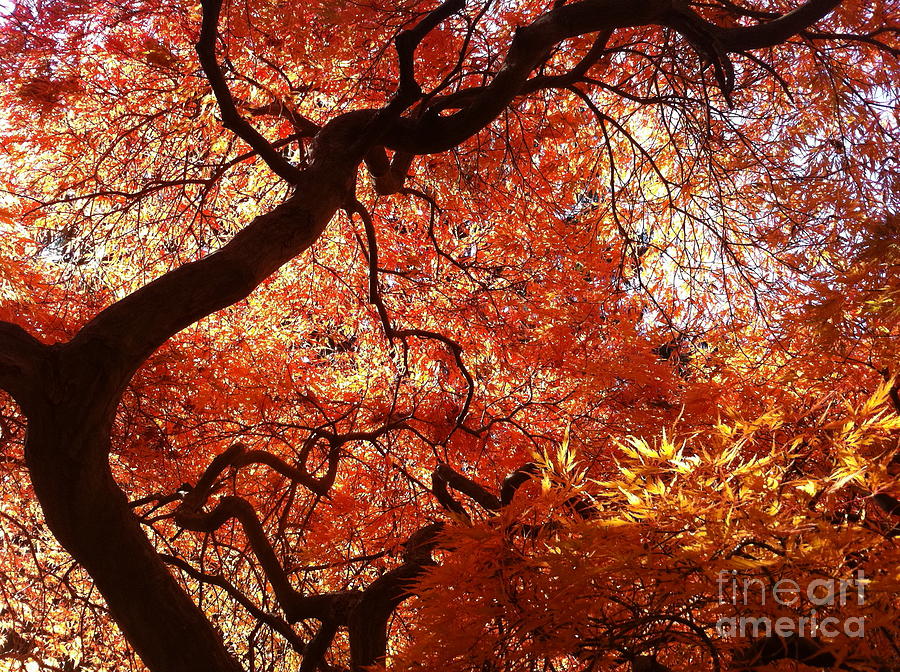 Maple in Fall Photograph by Mark Messenger