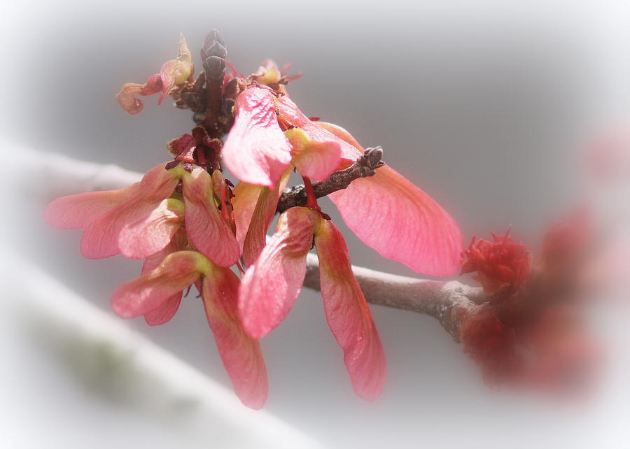 Maple In Spring Photograph