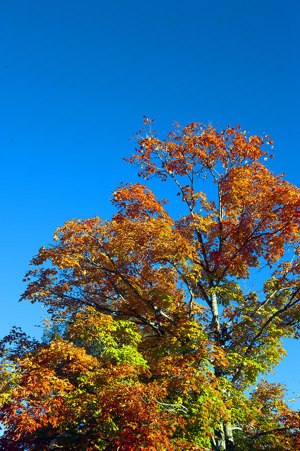 Maple in Transition II Photograph by Christopher McPhail | Fine Art America