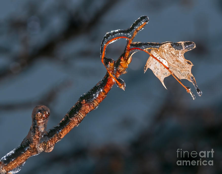 Maple leaf and branch encased in ice Photograph by Les Palenik