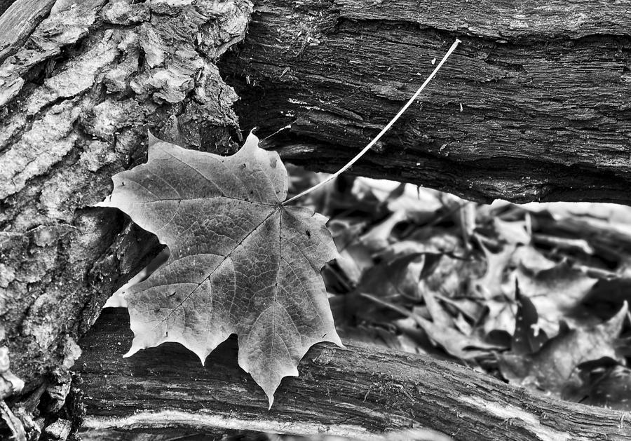 Maple leaf and Logs Photograph by Steven Ralser